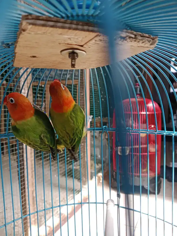 Lovebird biola green