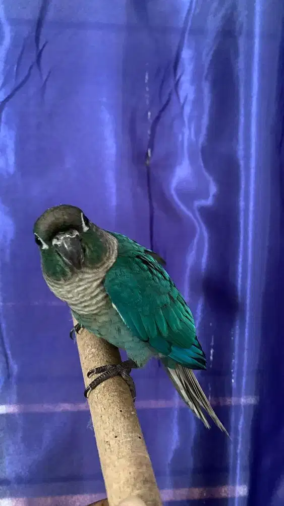 Turqoise conure dewasa / siapan