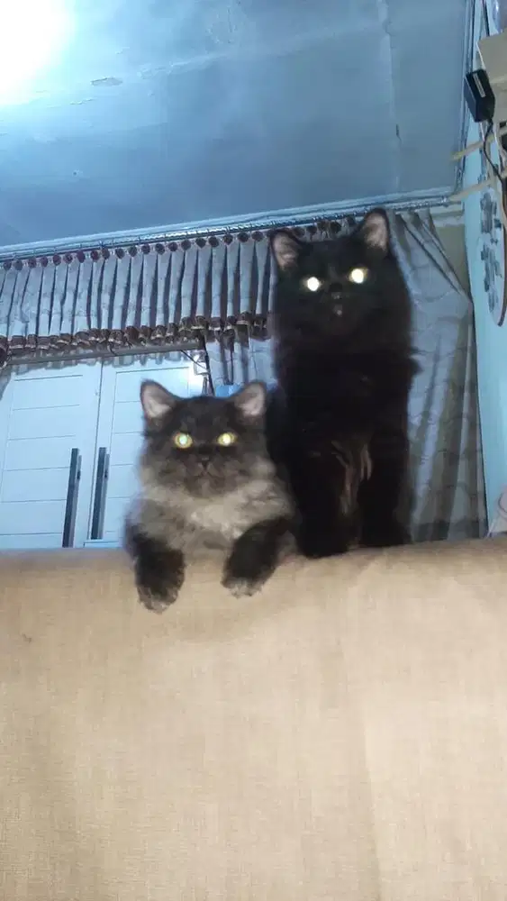 Jasa catsiter hewan peliharaan