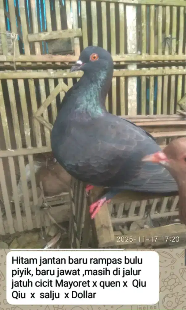 Merpat (terbang tinggi)