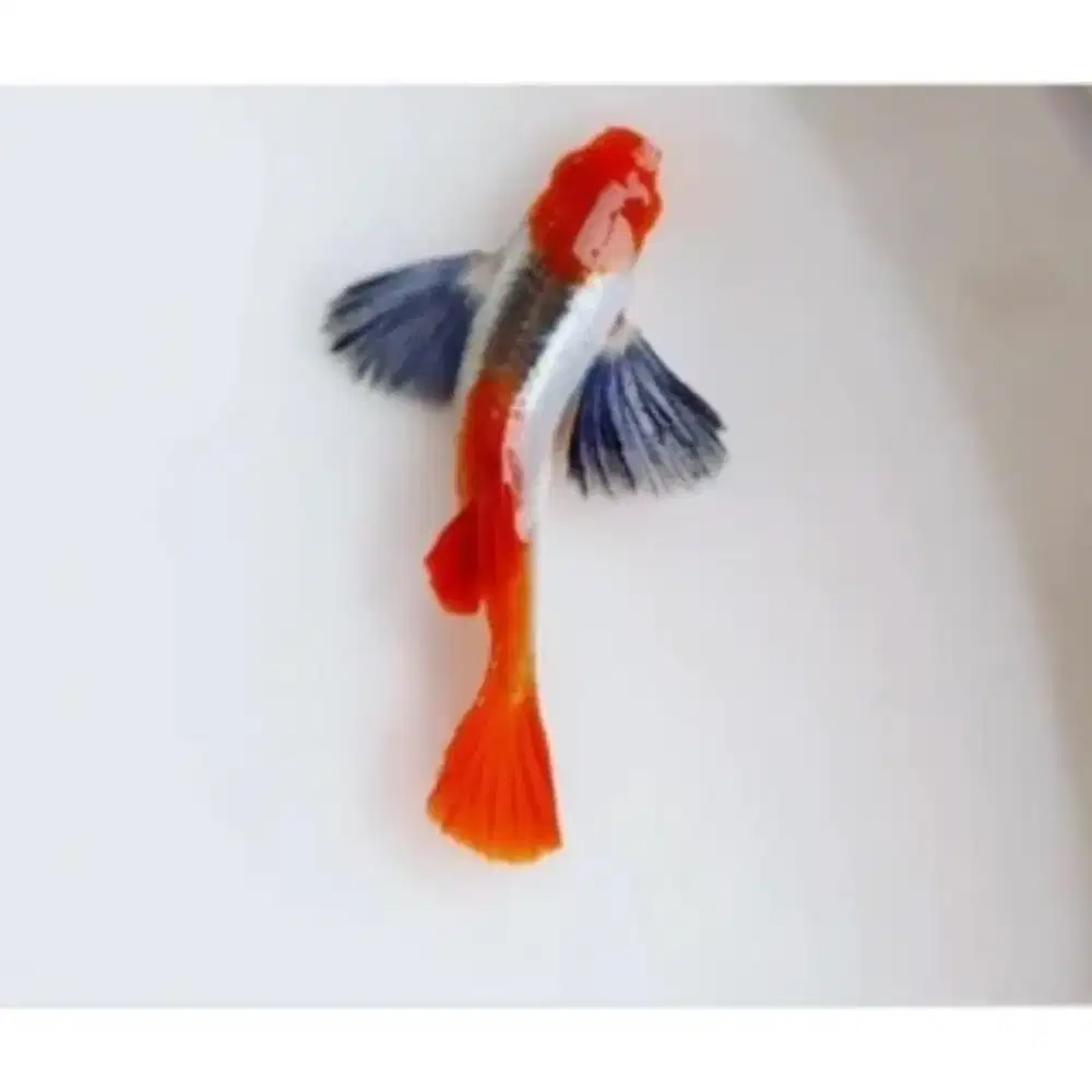 JUAL IKAN GUPPY PRTDE KOI