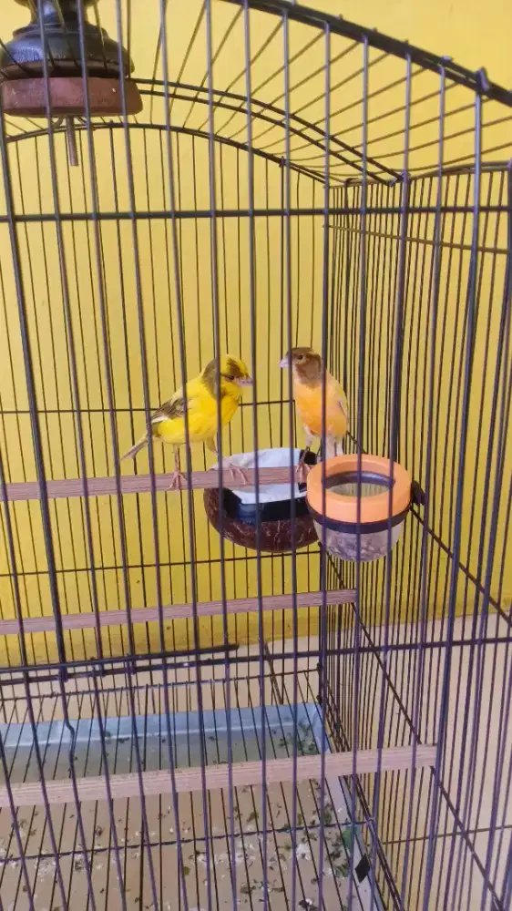 Burung Kenari Seri AF dan AFS ( super) sepasang