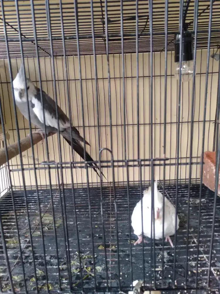 Burung falk Australia