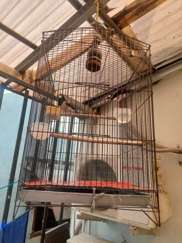 Jalak suren sepasang