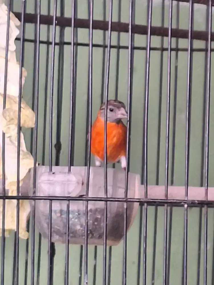 Redsiskin double dilute gacor