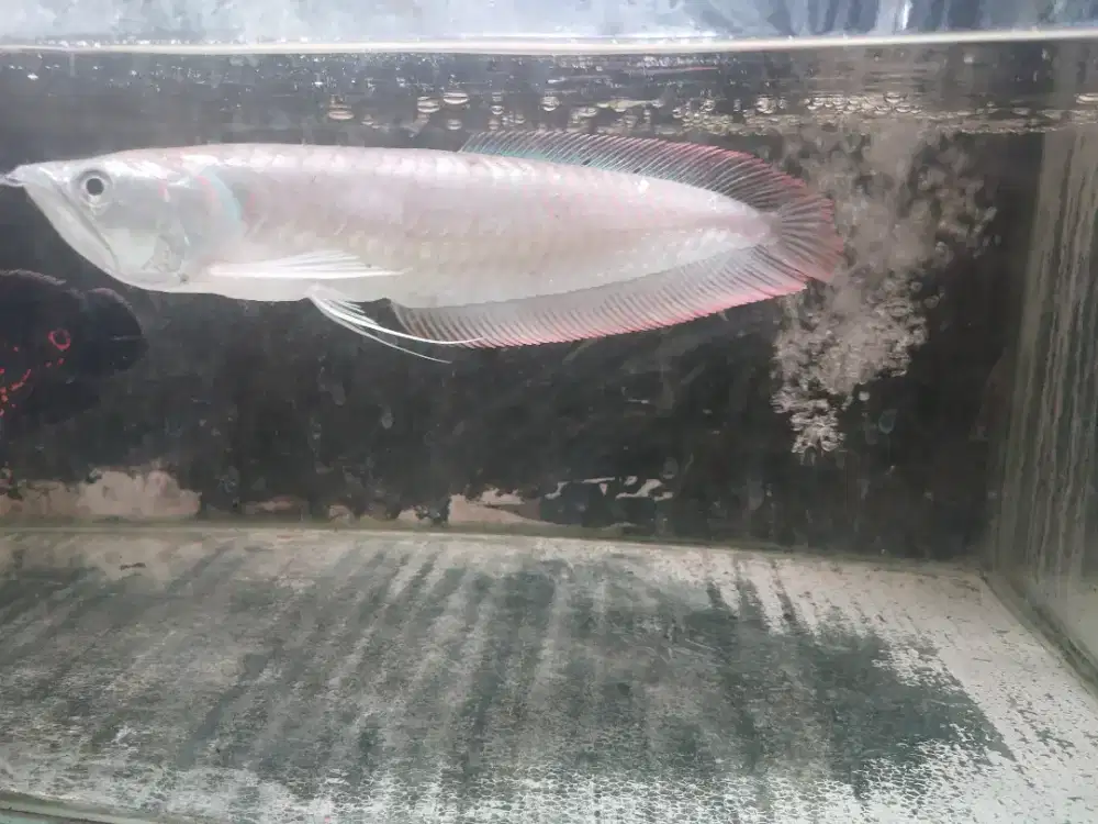 ikan arwana Silver red