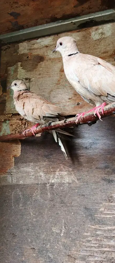 Puter lokal sepasang 100rb