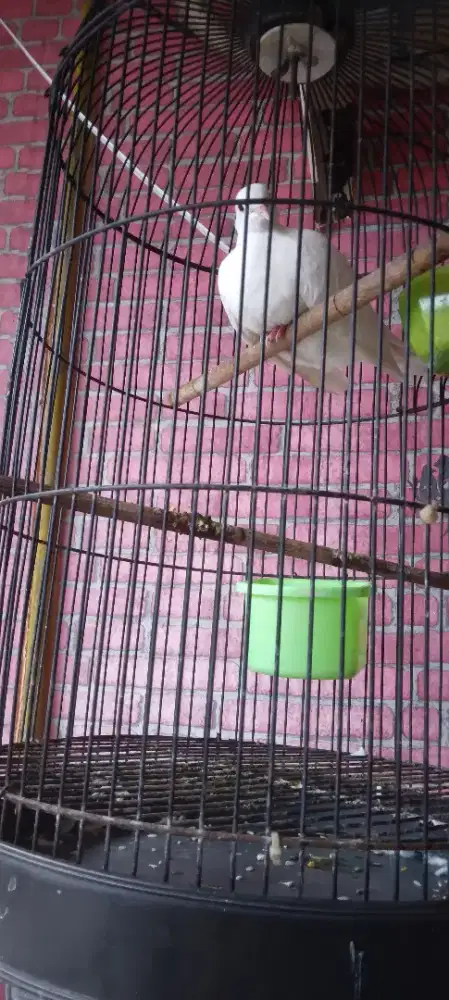 Jual burung puter putih polos sama kandangnya.