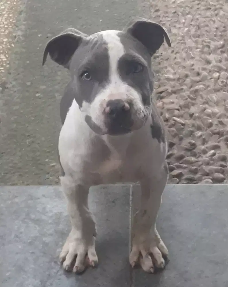 Pitbull Abu Bluenouse