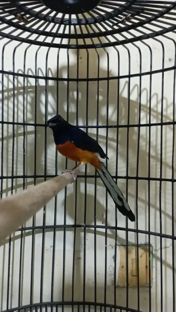 murai batu muda ternakan