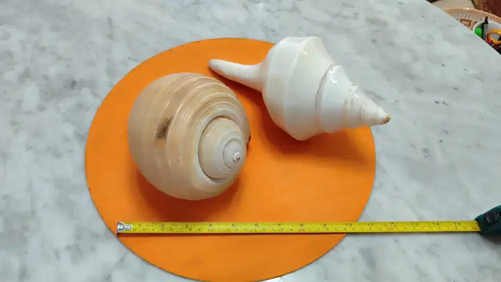 Kerang Australian Great Barrier Reef Conch