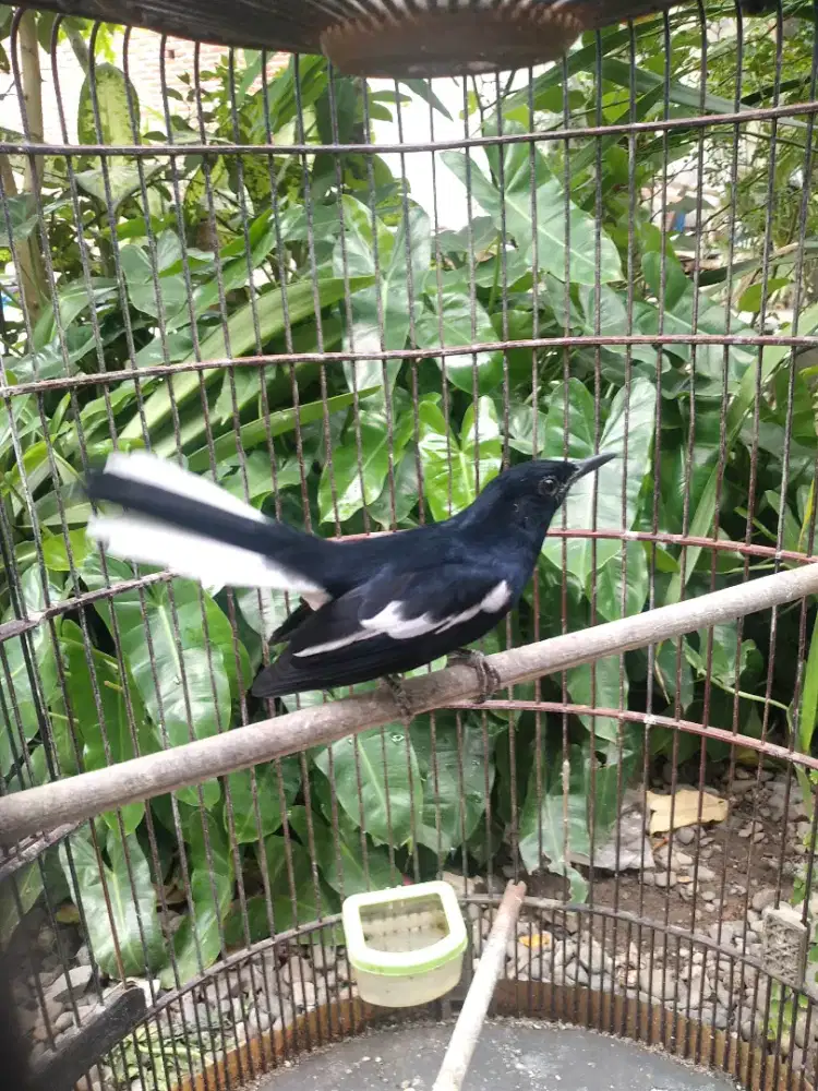 Burung kacer rawatan