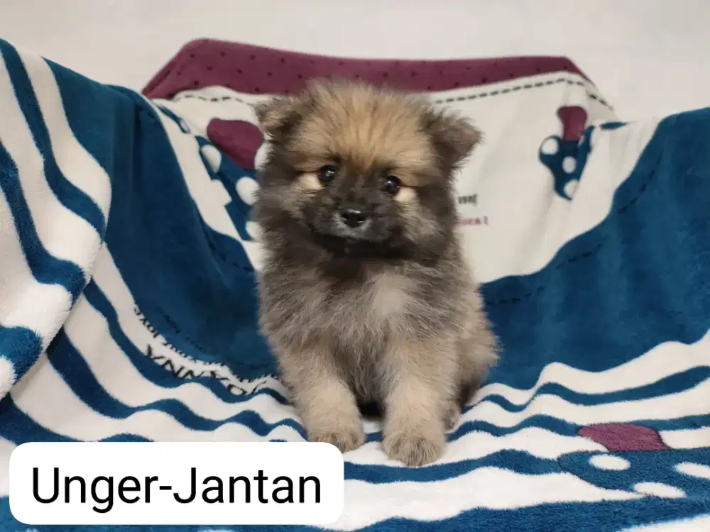 Jual Anakan pomeranian