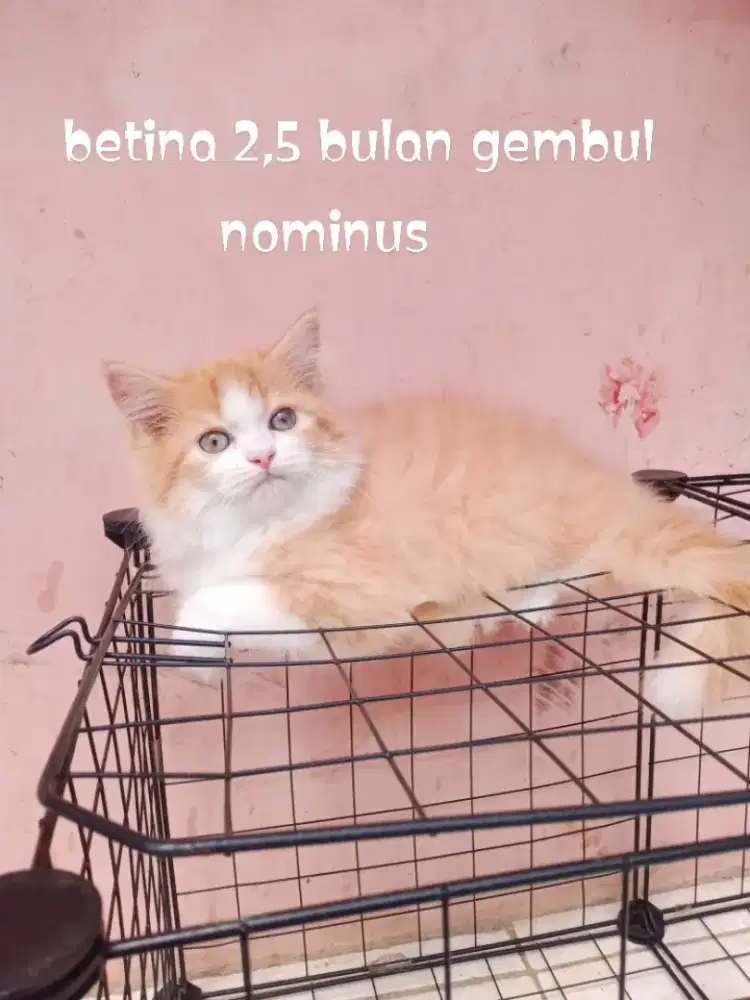 Kucing Persia medium