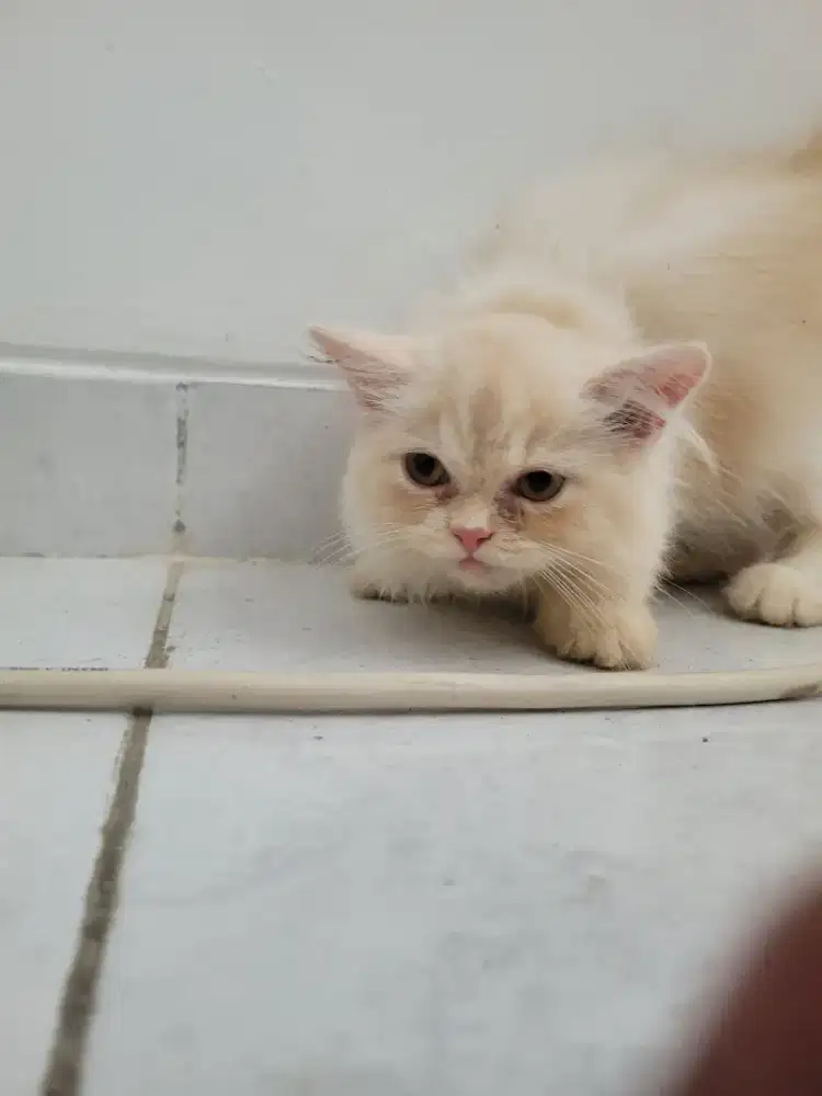 Anakan kucing persia peaknose