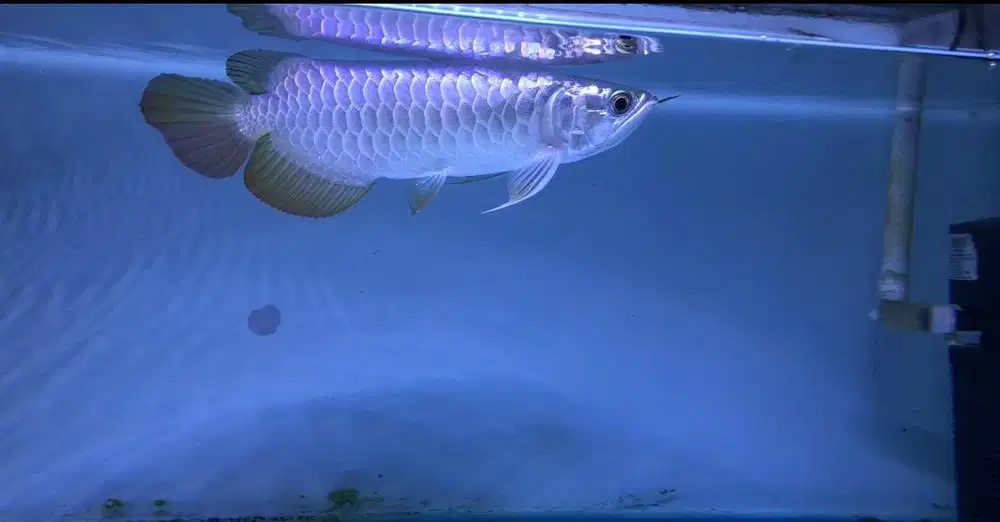 Ikan Arowana/Arwana Golden Red Crossback