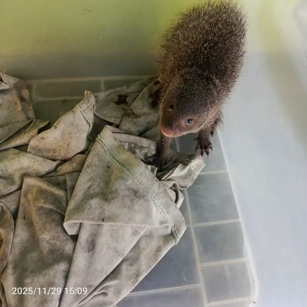 Anak garangan umur 3 bln