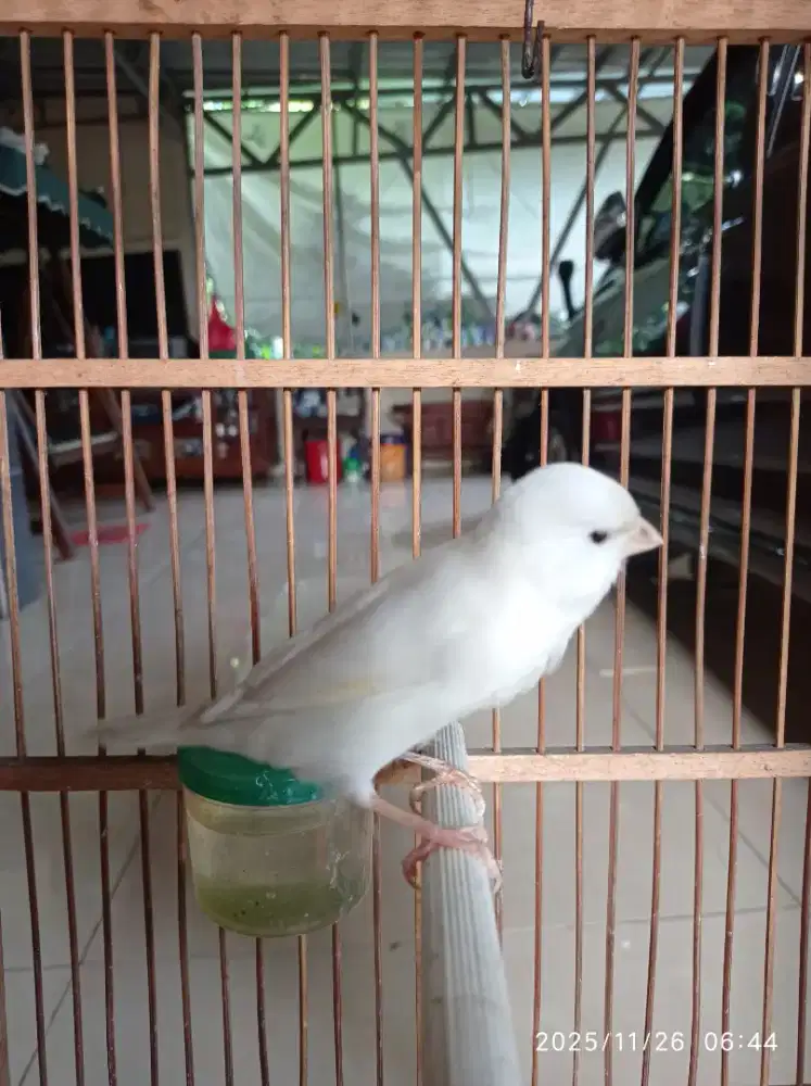 Kenari putih polos los