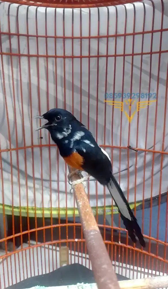 Murai batu blorok Gacor