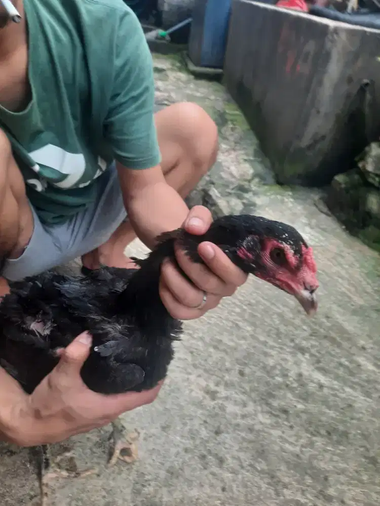 Ayam betina pakhoy siap produksi udh buang telur..