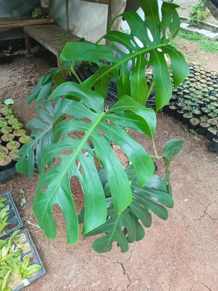 Tanaman Hias Monstera 6 Daun
