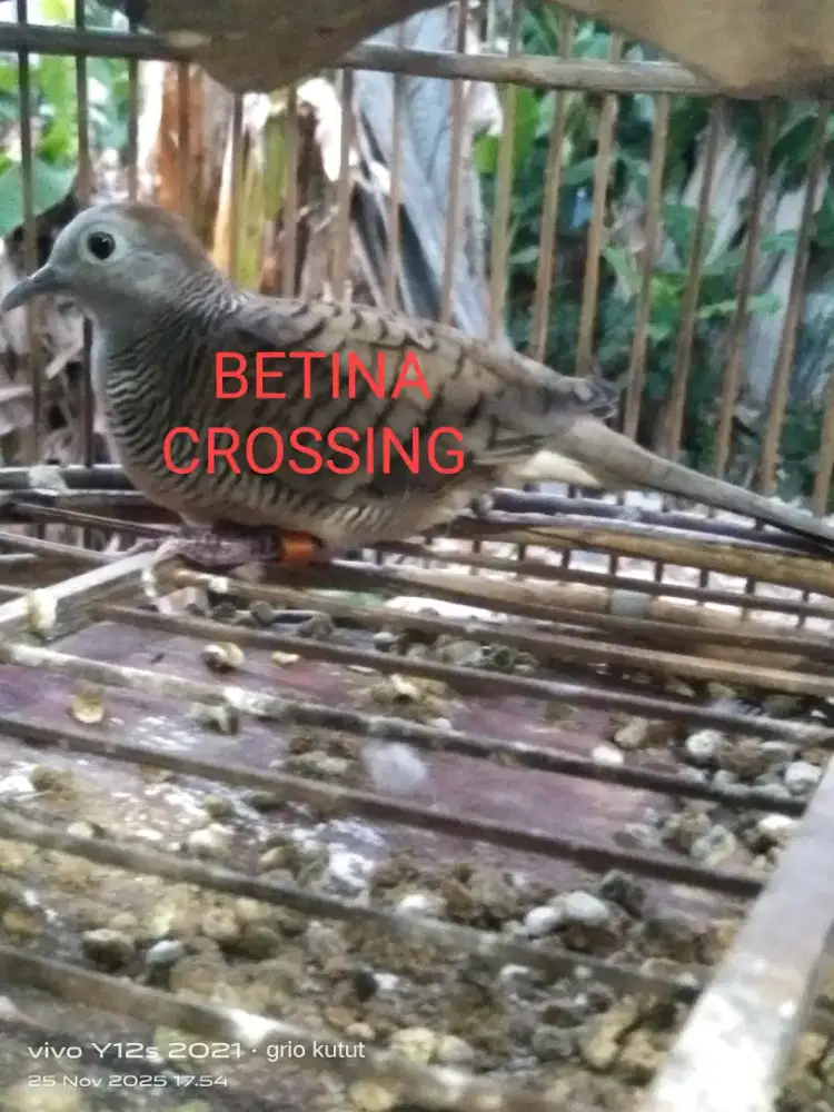 perkutut crossing betina dewasa