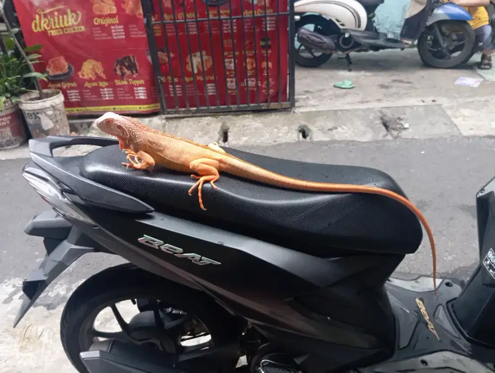 IGUANA RED ALBINO