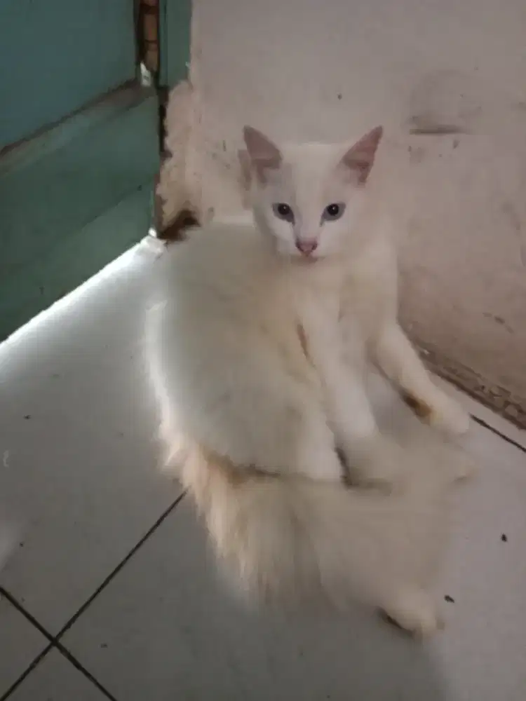 Kucing Anggora Gemoi