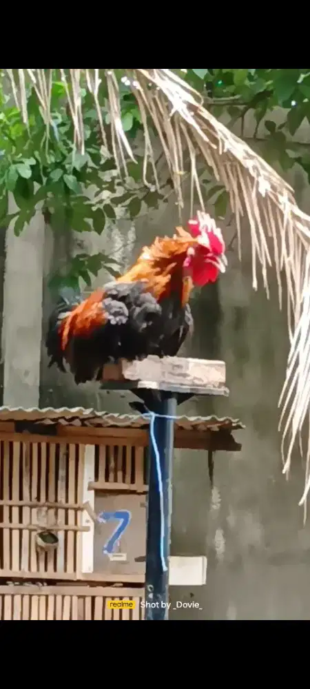Ayam ketawa muda disco