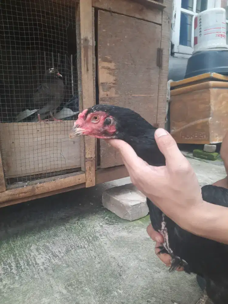 Ayam betina blackbull ori siap produksi udh buang telur..