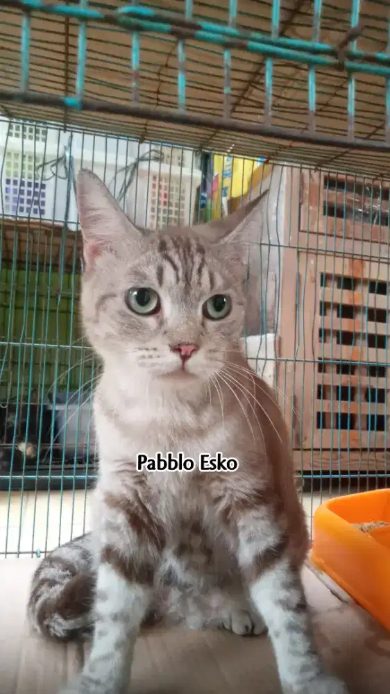 Kucing betina BSH mix