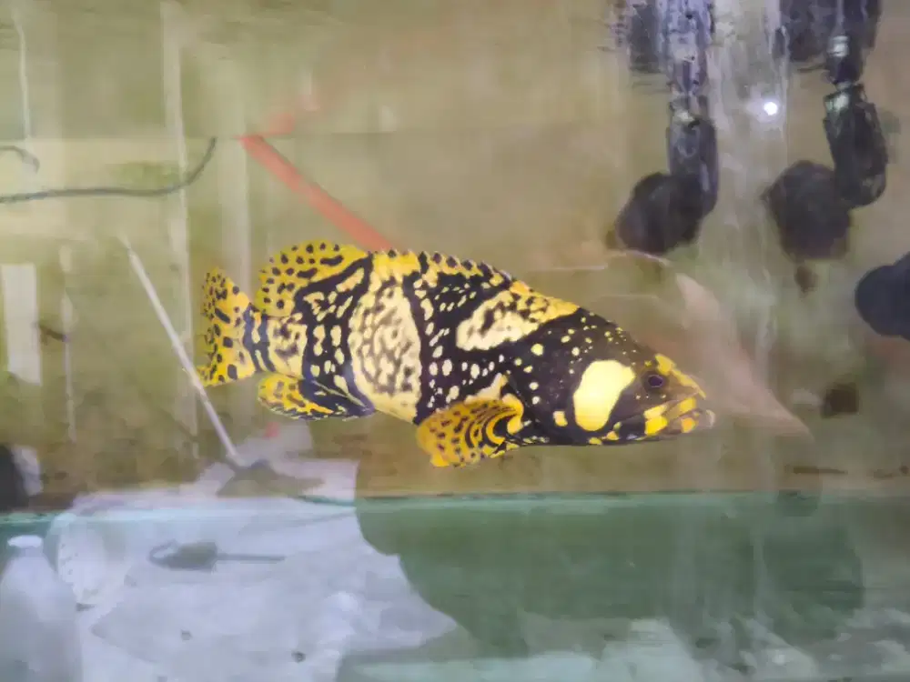 Ikan kerapu Bubble Bee BBG