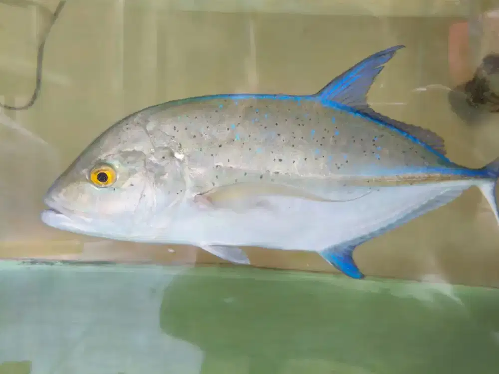 Ikan Blue fin ukuran bervariasi