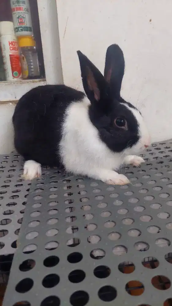 Kelinci dutch Jantan dewasa