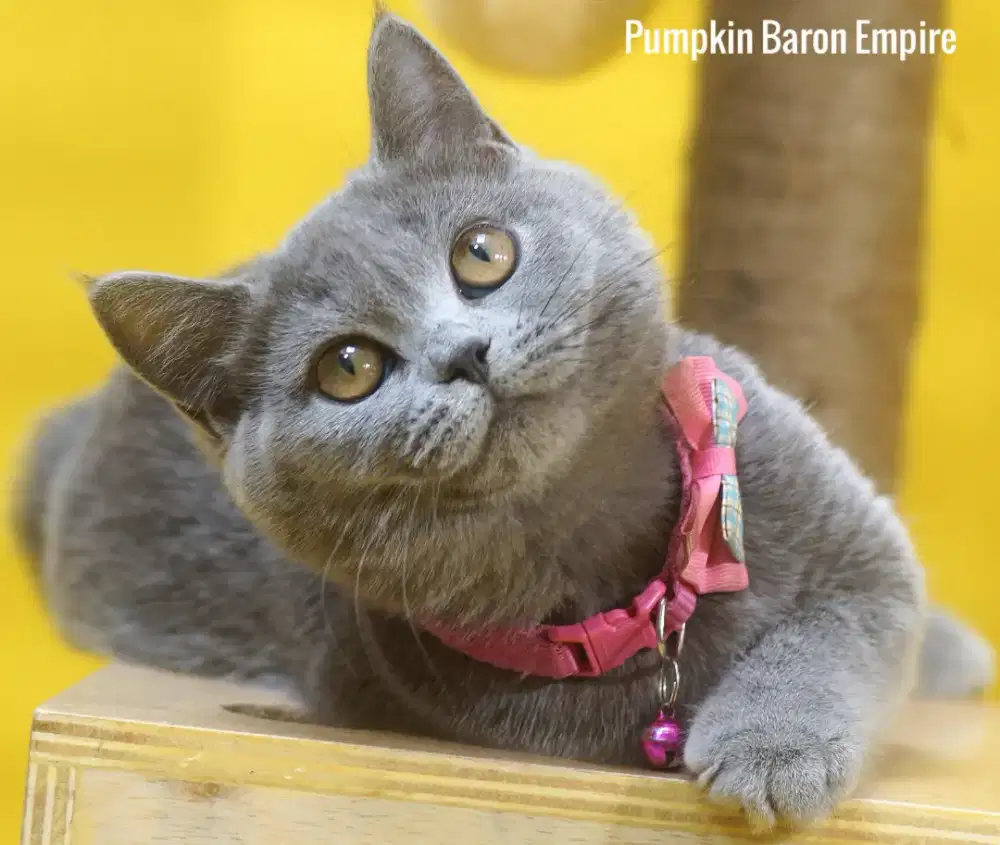 BSH British Shorthair kitten siap Rehome