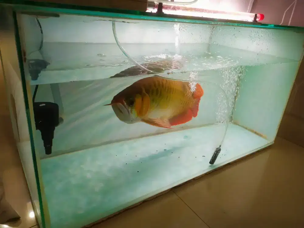 Jual aquarium kaca tebal no rembes uk 80x40x40 ex arwana kondisi baik