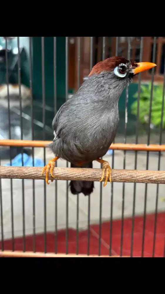 Poksay Mandarin Rajin Bunyi