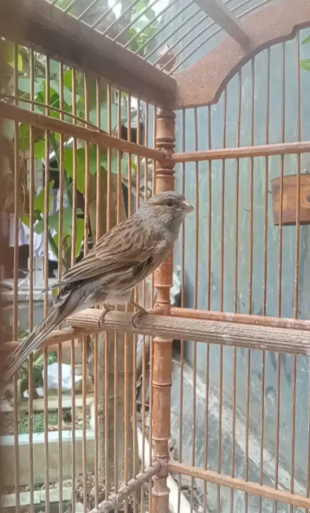 AF starblue, gacor muda