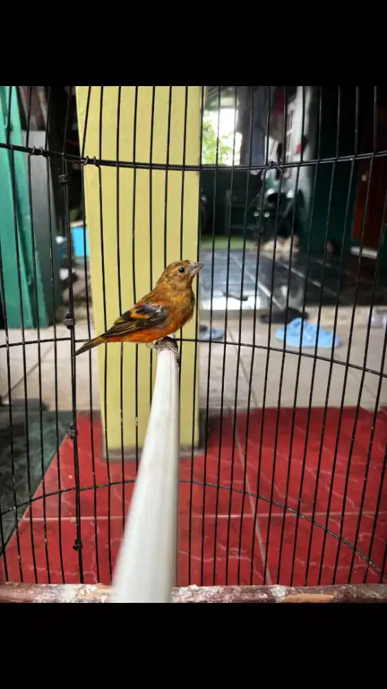 Burung Mule Jantan Rajin Bunyi