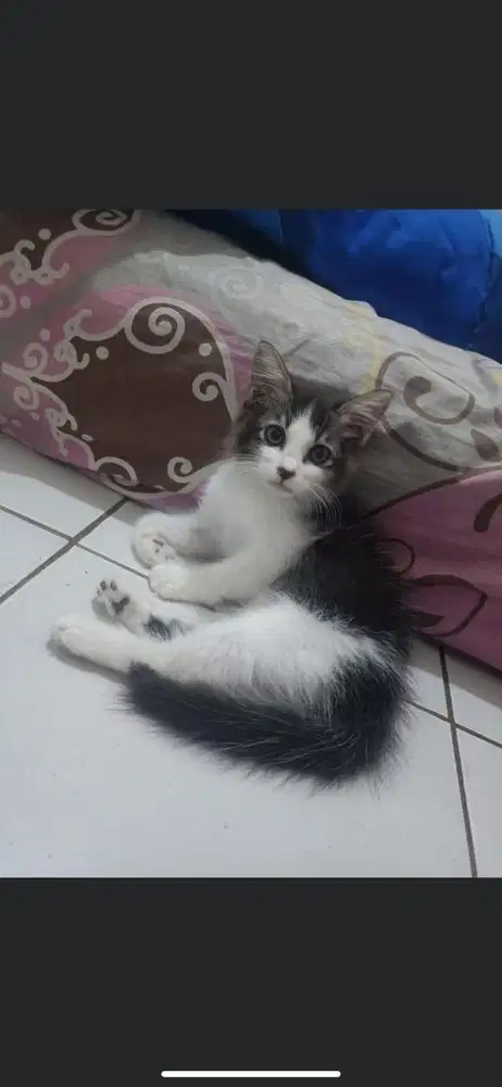 Kitten persmed betina