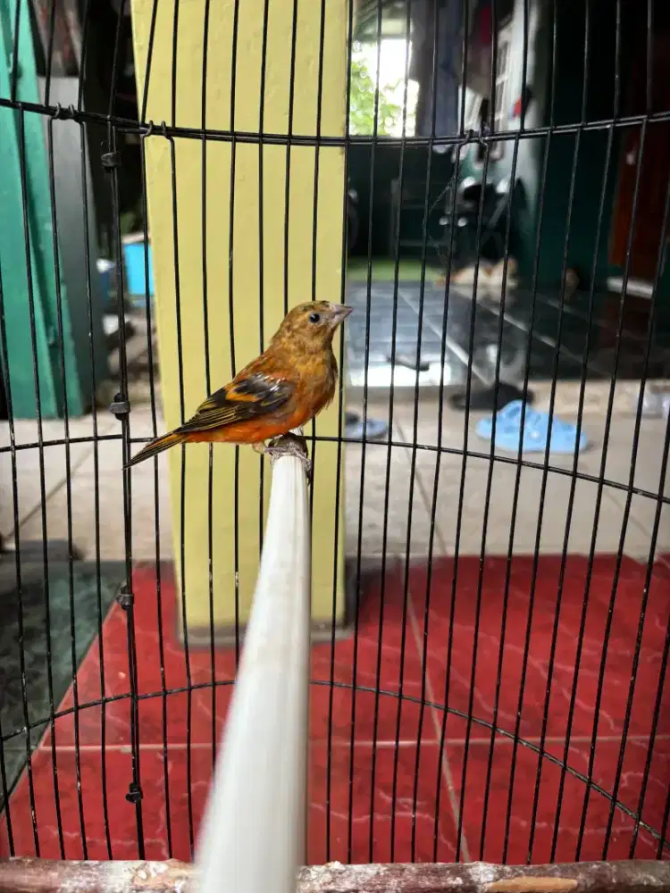 Burung Mule Jantan Bunyi sudah Rajin