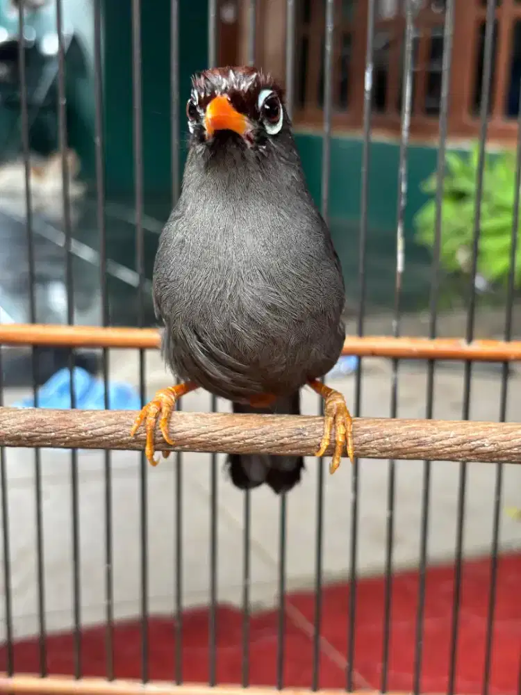 Poksay Mandarin sudah Bunyi