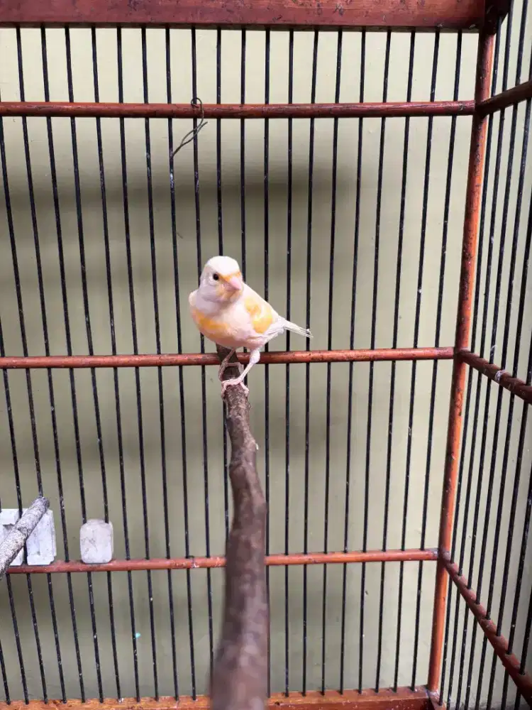 Kenari Jantan masih Muda