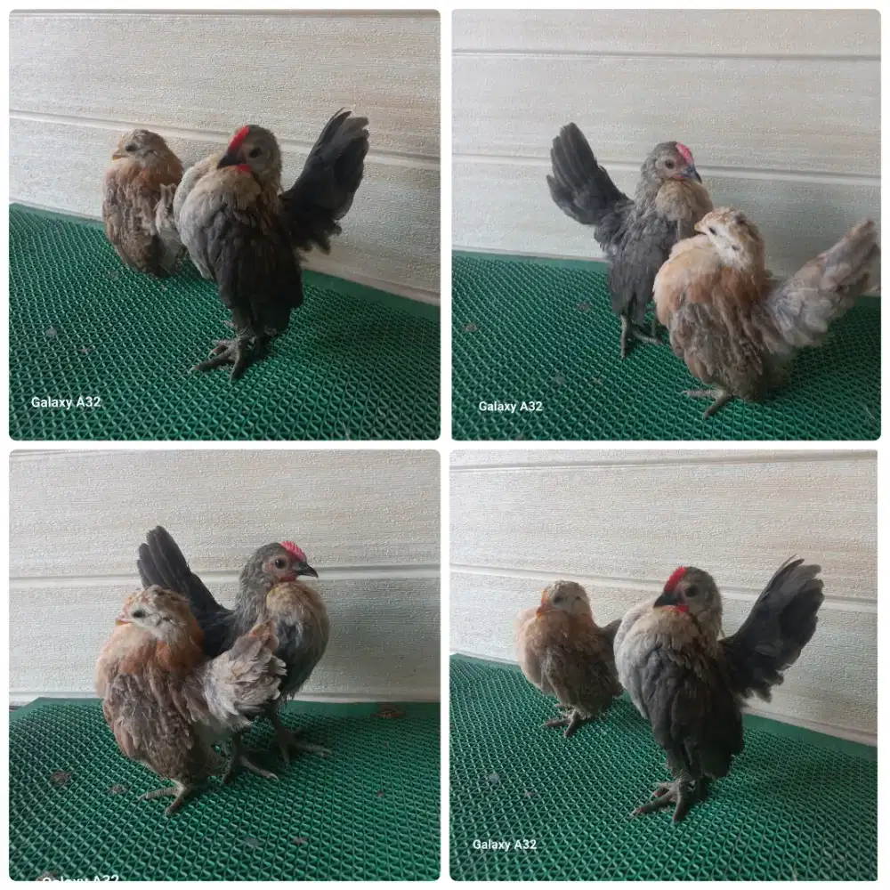 Sepasang serama selam