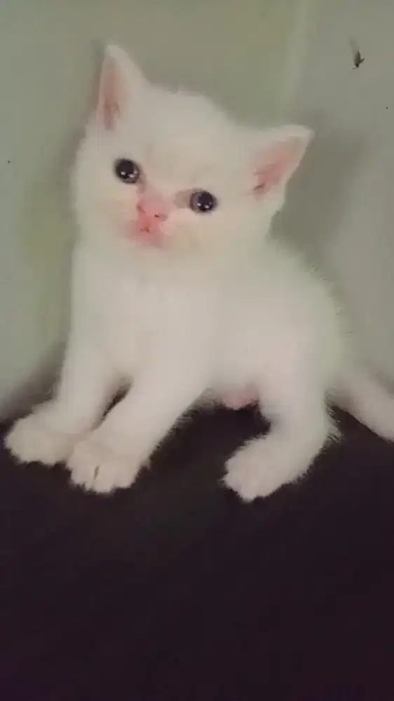 Kucing Ras Munchkin x BSH