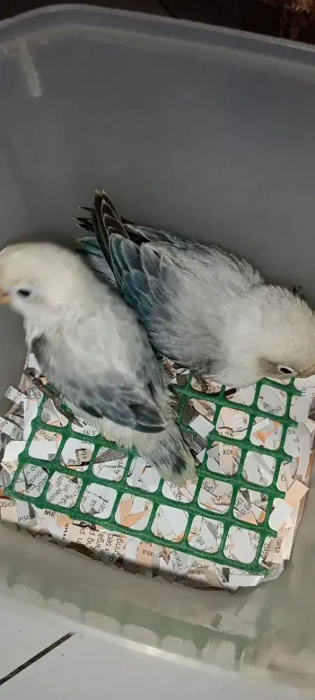 Lovebird euwing, harga per ekor