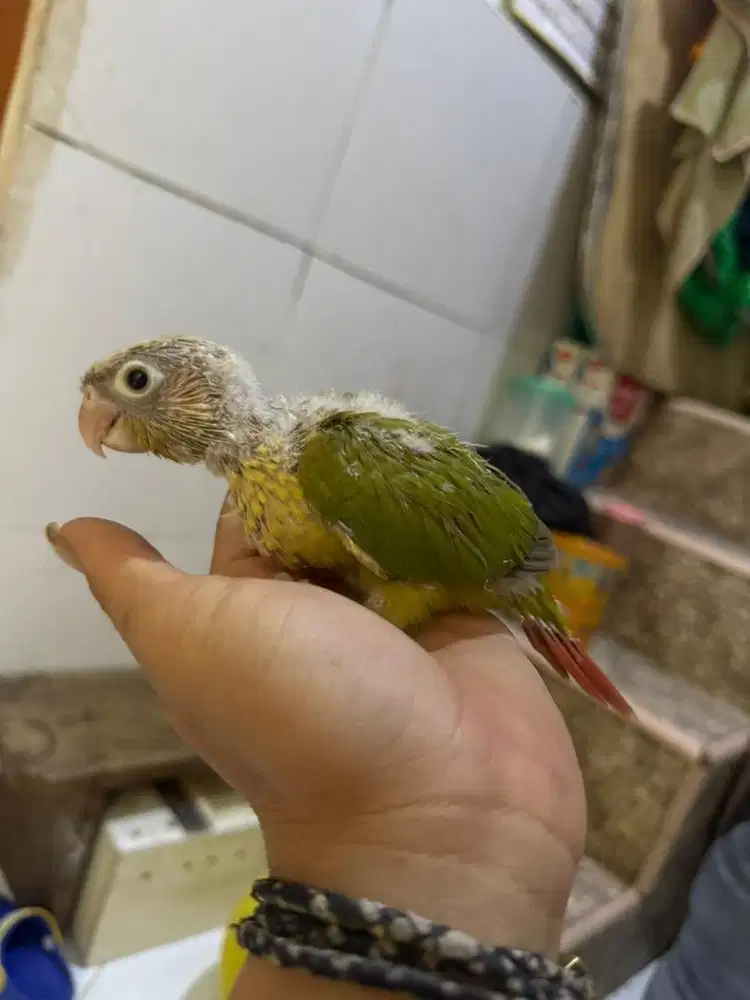 Baby cinamon conure