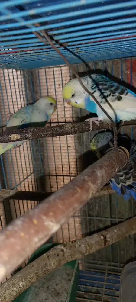 Parkit mutasi dewasa