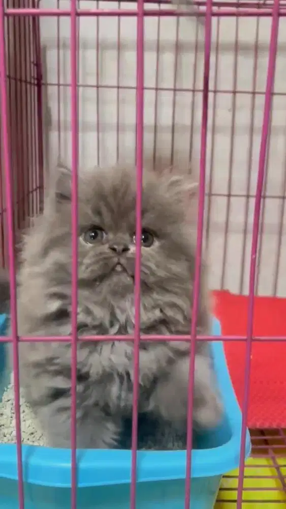 Kitten / anak kucing persia flatnose betina