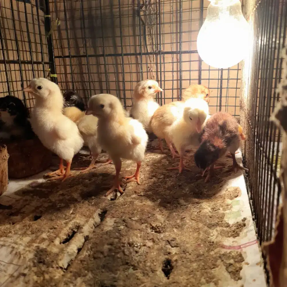 Ayam kampung petelur elba